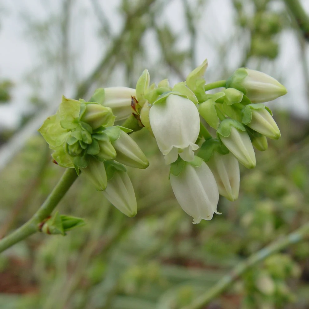 Native Plants for Birds